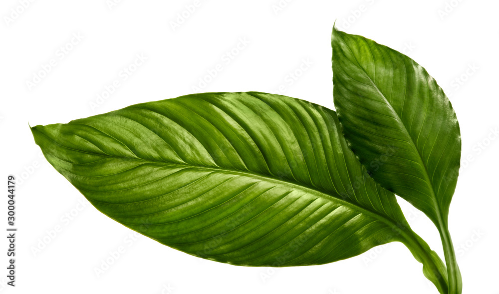 Obraz premium pathiphyllum wallisei leaf tropical isolated on white background.