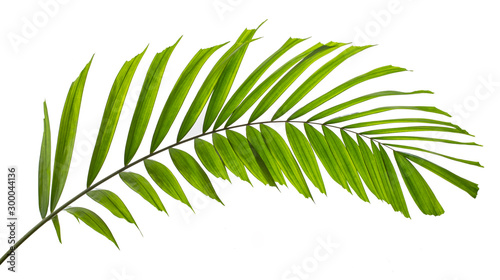 Macarthur palm leaves(Ptychosperma macarthurii)Tropical isolated on white background. photo