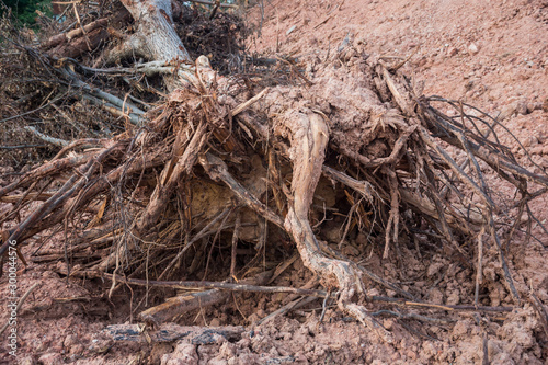 roots of an old tree