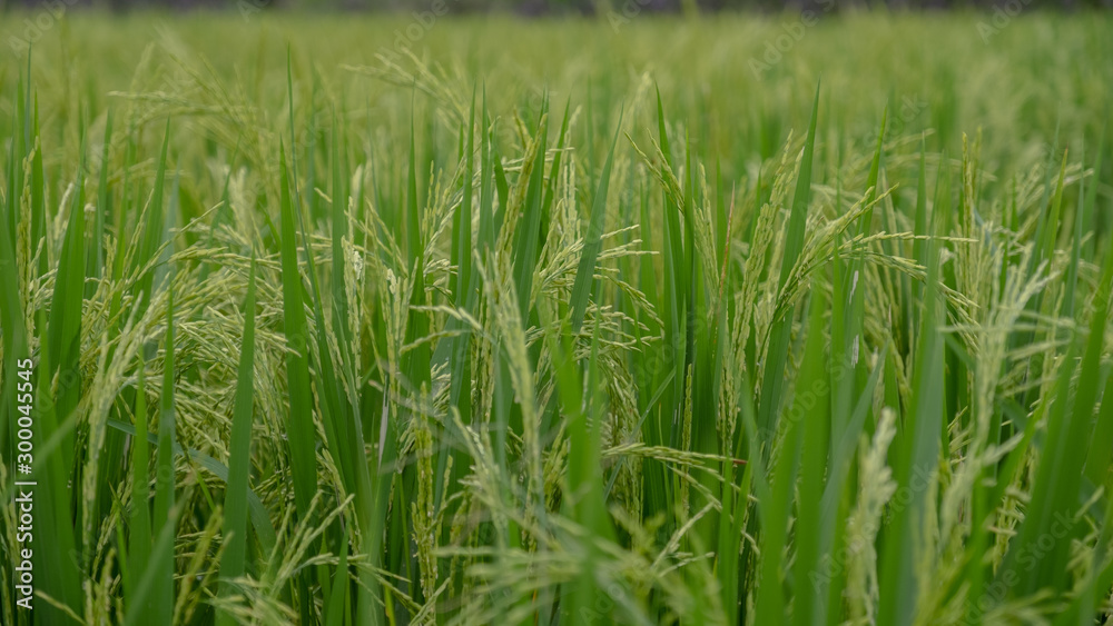 Obraz premium Green rice field background