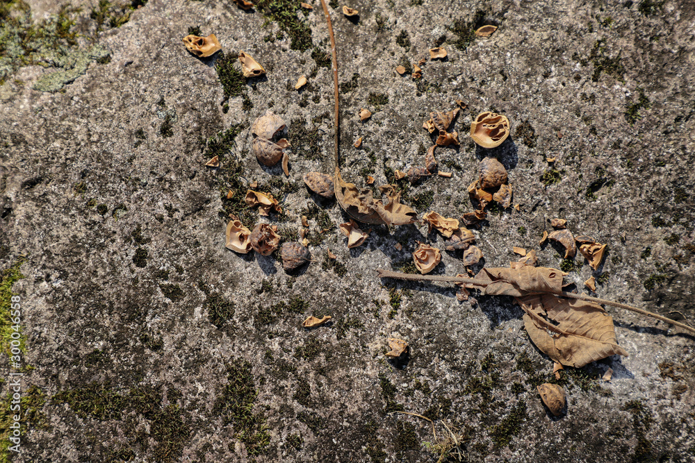 Walnut is not scattered on a stone Walnut is not scattered on a stone