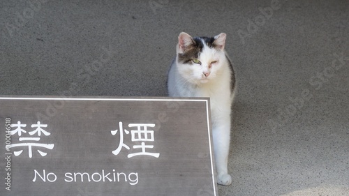 禁煙プレートの後ろに立っている野良猫 photo