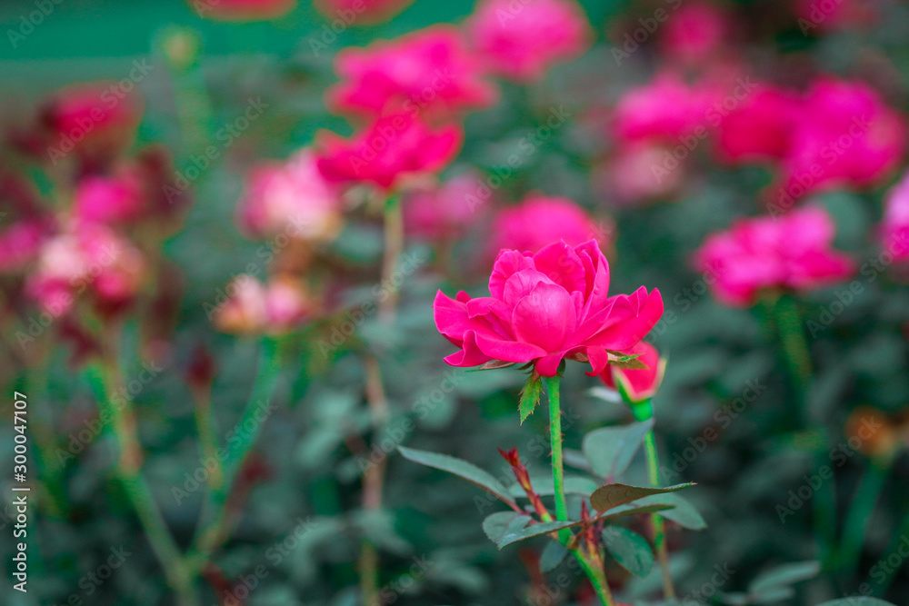 Hot Pink Flower / Rose