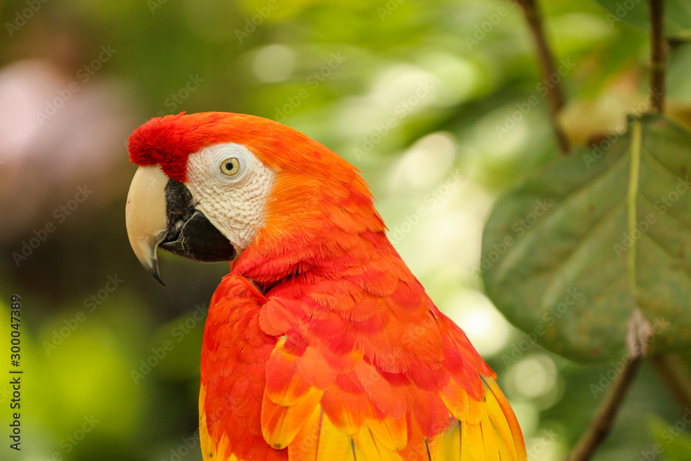 Red Macaw Portrait