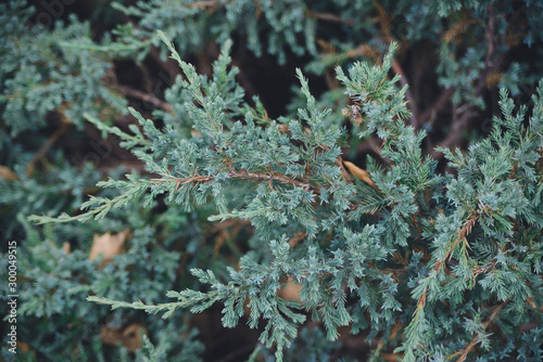 blue juniper branches background, closeup horizontal stock photo image