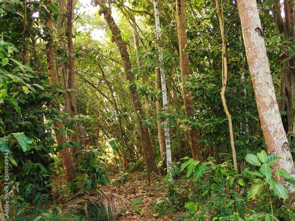 trees in the forest trees in the forest