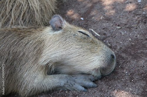 Wallpaper Mural かわいいカピパラの寝顔 Torontodigital.ca
