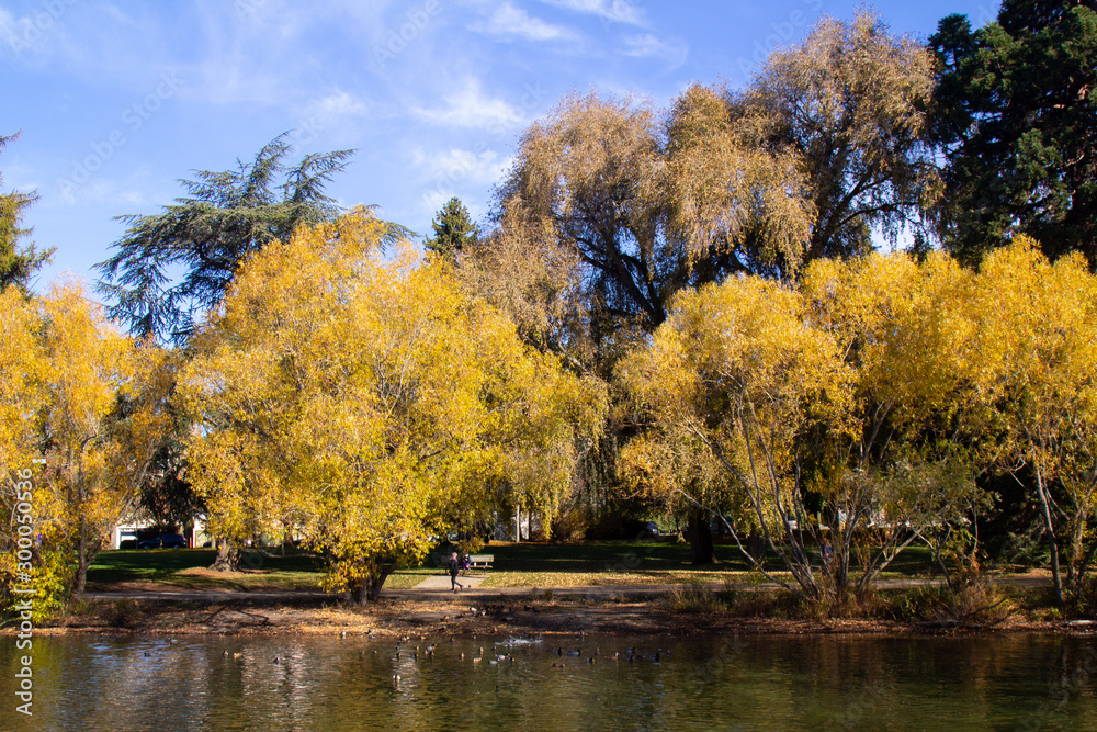 Fall trees at Greenlake 