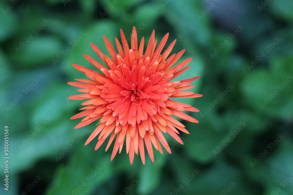 gerbera flower in the garden gerbera flower in the garden