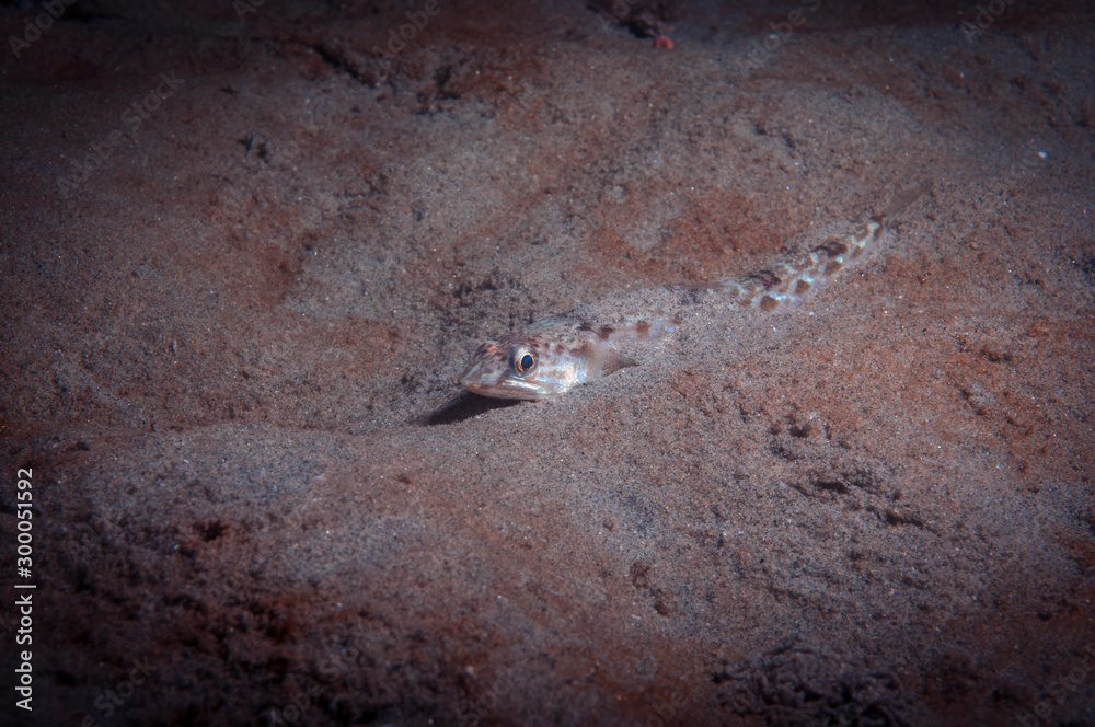 A liziard fish hiding in the sand to avoid predators A liziard fish hiding in the sand to avoid predators
