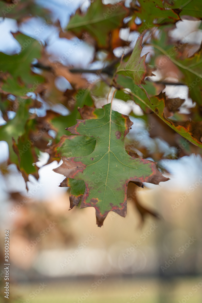 Autumn Leaf Autumn Leaf