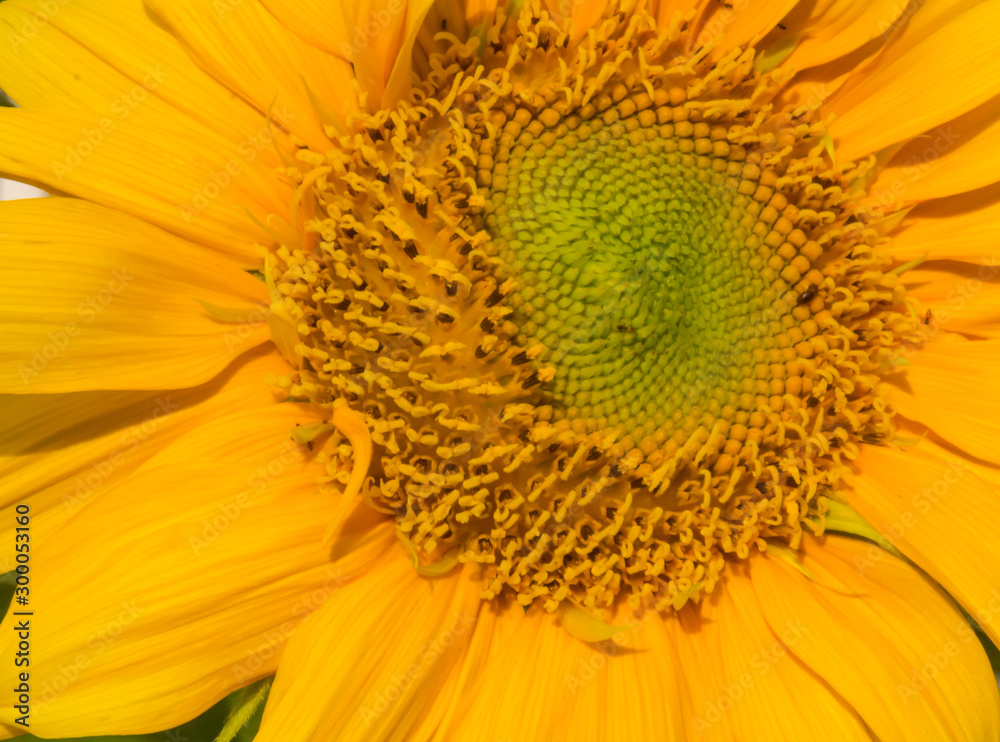 Sunflower Sunflower