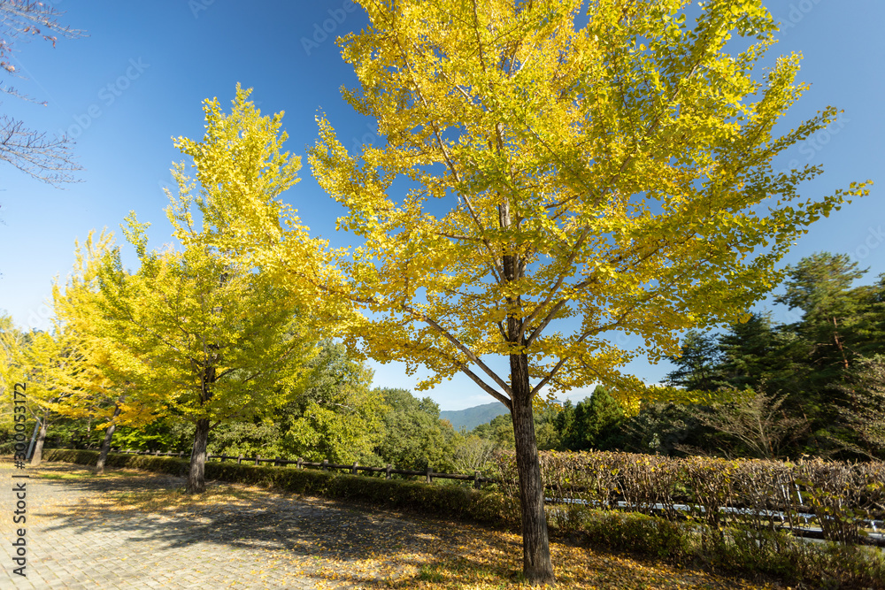 Naklejka premium 秩父ミューズパークの紅葉