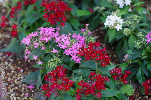 ペンタスの花