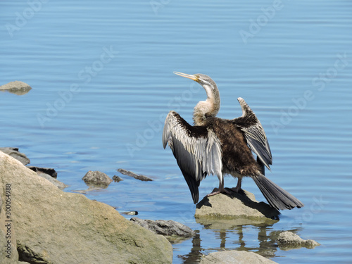 Australasian Darter perched on rock drying its wings © E K H Tan