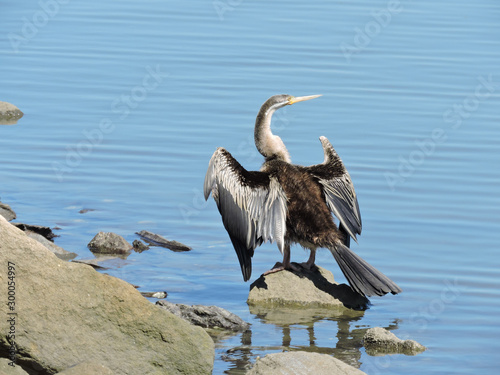 Australasian Darter perched on rock drying its wings