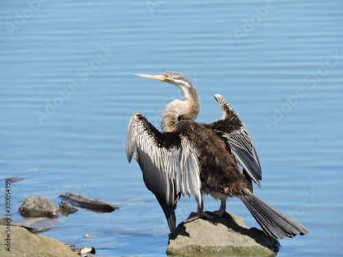 Australasian Darter perched on rock drying its wings © E K H Tan