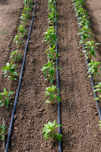 Close up of organic pepper plants and drip irrigation system in a greenhouse - selective focus