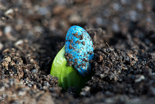 Zucchini Seedling. First Leaves of a Courgette or Zucchini Plant Growing from chemically treated Seed
