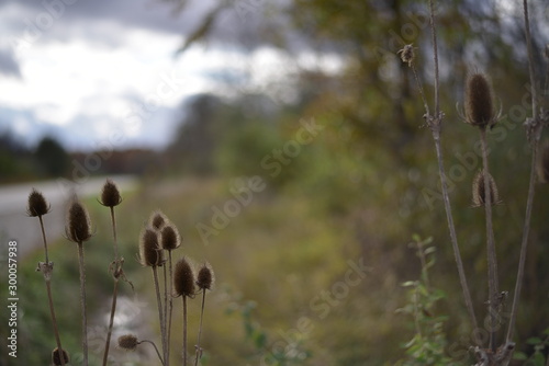 Tall weeds in foreground with road in background