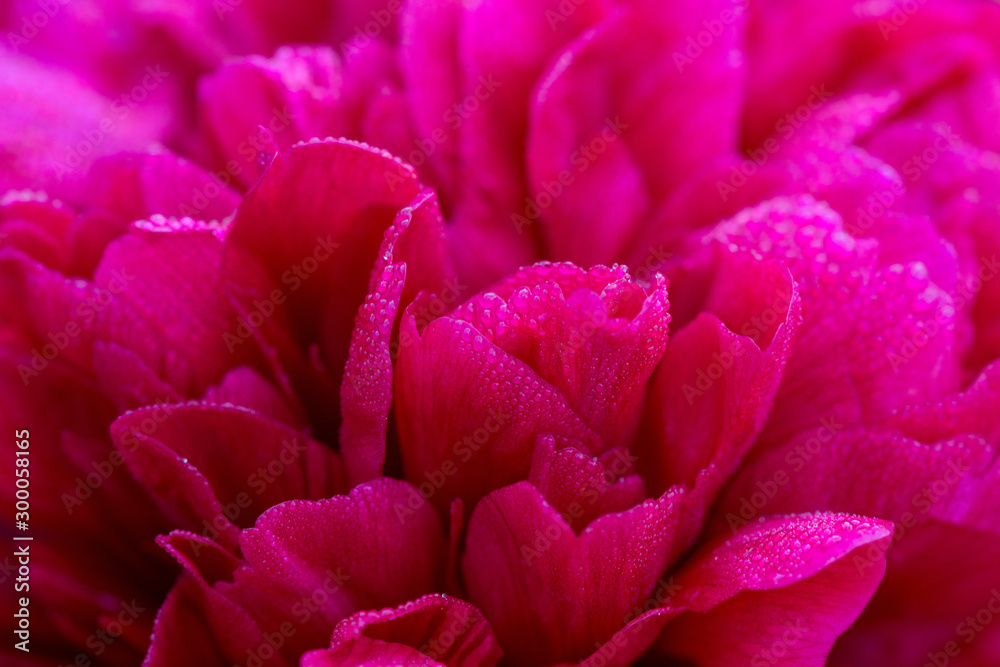 Closeup of Blooming Red Peony - selective focus