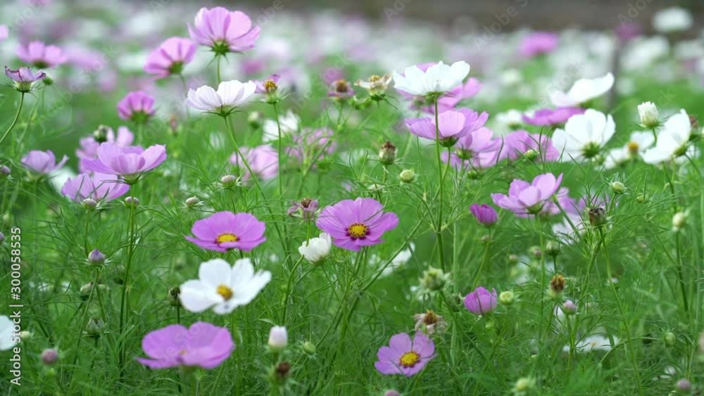 Cosmos bipinnatus flowers shine in the flower garden with colorful shimmering bonsai and beautiful. This flower is used to decorate in the garden, very beautiful park Cosmos bipinnatus flowers shine in the flower garden with colorful shimmering bonsai and beautiful. This flower is used to decorate in the garden, very beautiful park