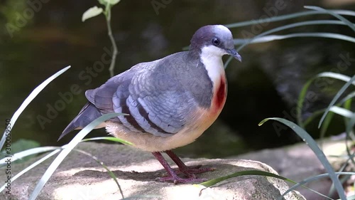 Close up of a luzon bleeding heart (Gallicolumba luzonica) near a pond, side view. photo