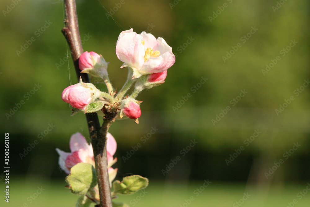 Profusely flowering young apple tree in a village home orchard. Spring awakening. Profusely flowering young apple tree in a village home orchard. Spring awakening.