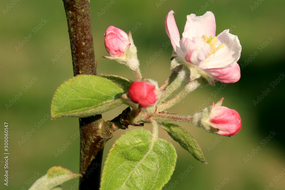 Profusely flowering young apple tree in a village home orchard. Spring awakening. Profusely flowering young apple tree in a village home orchard. Spring awakening.