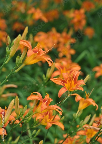 Common daylilies in the garden