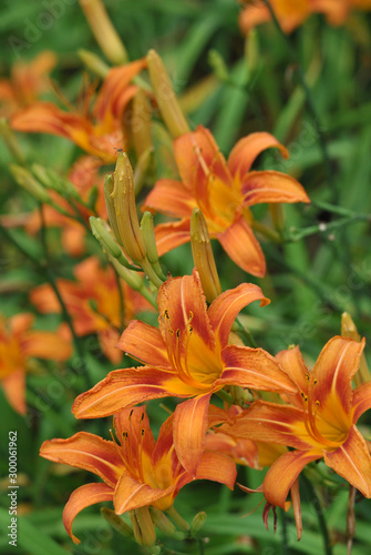 Common daylilies in the garden