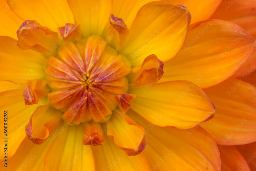 Orange Yellow Many Petals Dahlia Blooming Macro Orange Yellow Many Petals Dahlia Blooming Macro