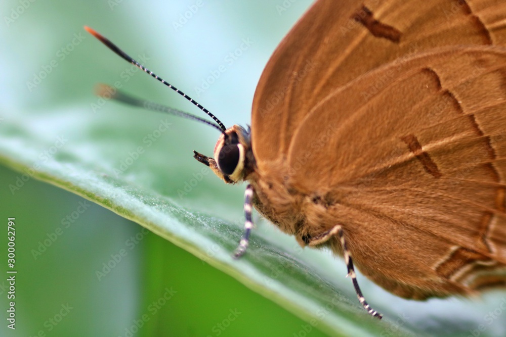 Obraz premium butterfly on leaf