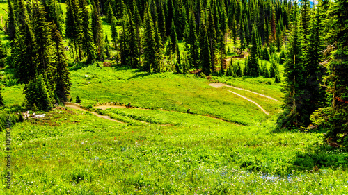 Mountain bikers in the meadows filled with abundant wildflowers at the alpine village of Sun Peaks in the Shuswap Highlands of the Okanagen region in British Columbia, Canada 