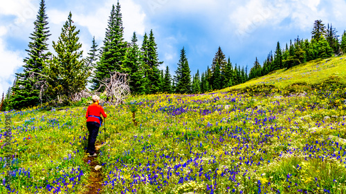 Hiking through the alpine meadows filled with abundant wildflowers. On Tod Mountain at the alpine village of Sun Peaks in the Shuswap Highlands of the Okanagen region in British Columbia, Canada photo