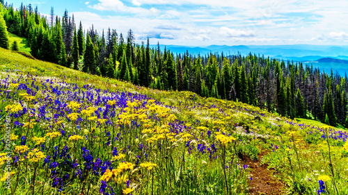 Hiking through the alpine meadows filled with abundant wildflowers. On Tod Mountain at the alpine village of Sun Peaks in the Shuswap Highlands of the Okanagen region in British Columbia, Canada photo