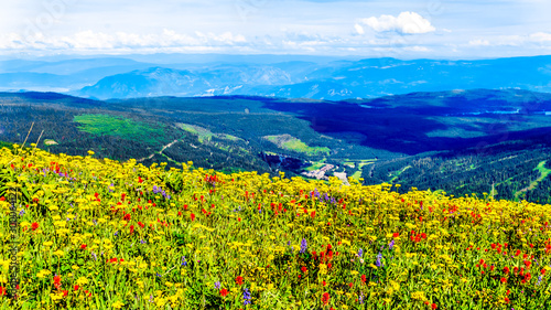 Hiking through the alpine meadows filled with abundant wildflowers. On Tod Mountain at the alpine village of Sun Peaks in the Shuswap Highlands of the Okanagen region in British Columbia  Canada