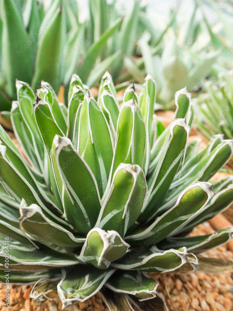 Cactus call Agave Victoria-Reginae in green house, soft focus