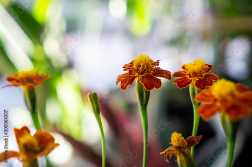 Tagetes marigold The plant is used in companion planting for many vegetable crops. Its root secretions are believed to kill nematodes in the soil and it is said to repel harmful insects