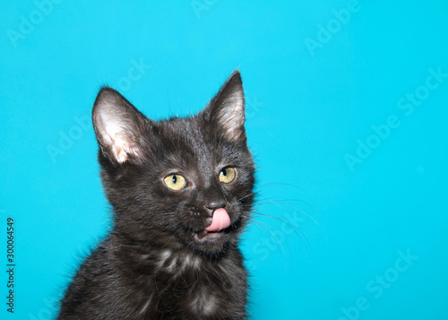 Portrait of a fluffy black kitten with green eyes looking towards viewers right, tongue sticking out licking nose. Teal aqua background with copy space.