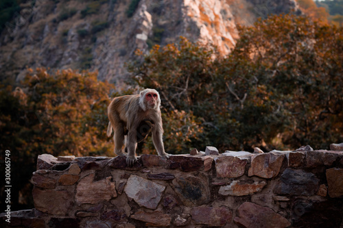 monkey walking on wall or rock and staring © Jaskaran