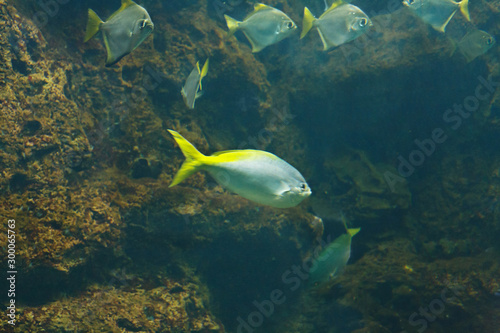 Silver moonyfish (Monodactylus argenteus), also known as the Silver moony, Butter bream, and Diamondfish