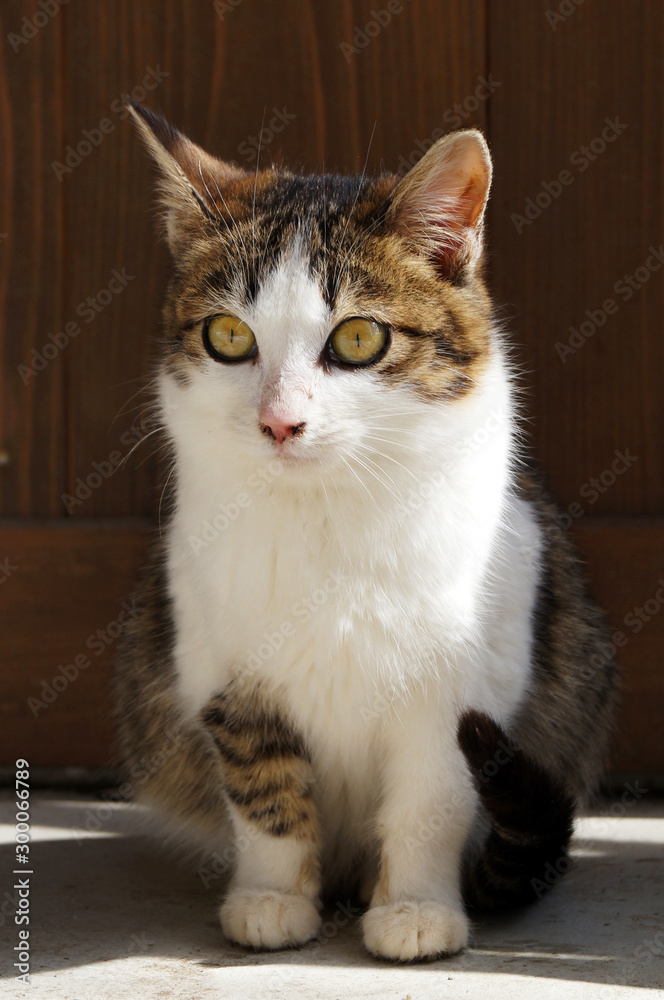portrait of a cute cat portrait of a cute cat