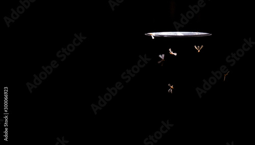 Mayfly, Moths flying near the light in the dark.
