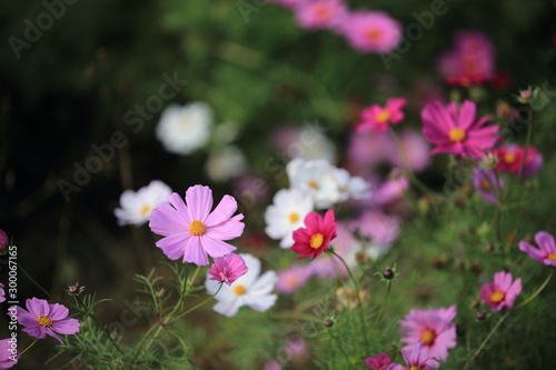 日本に咲いているコスモス