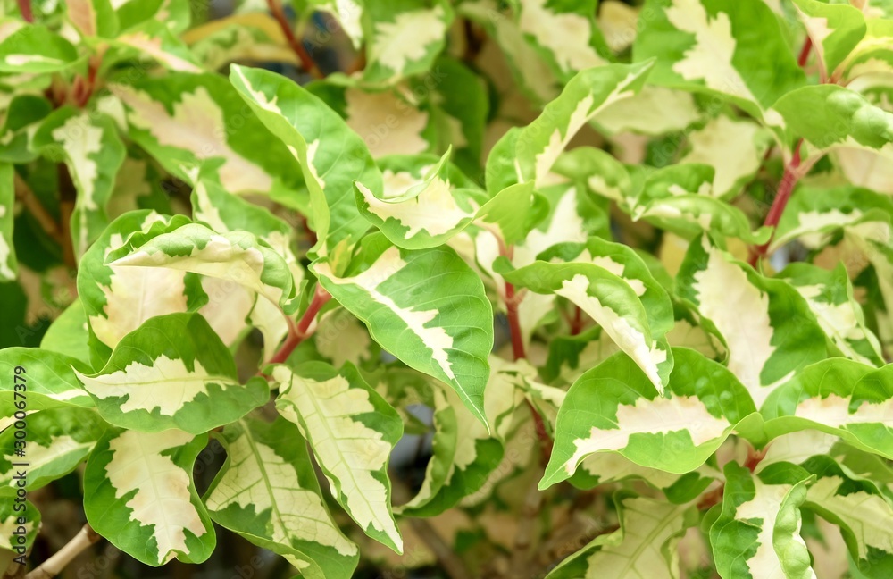 Background of Caricature or Graptophyllum Pictum Plants Background of Caricature or Graptophyllum Pictum Plants