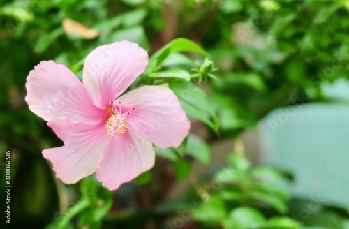 Beautiful Pink Hibiscus or Bunga Raya Flower