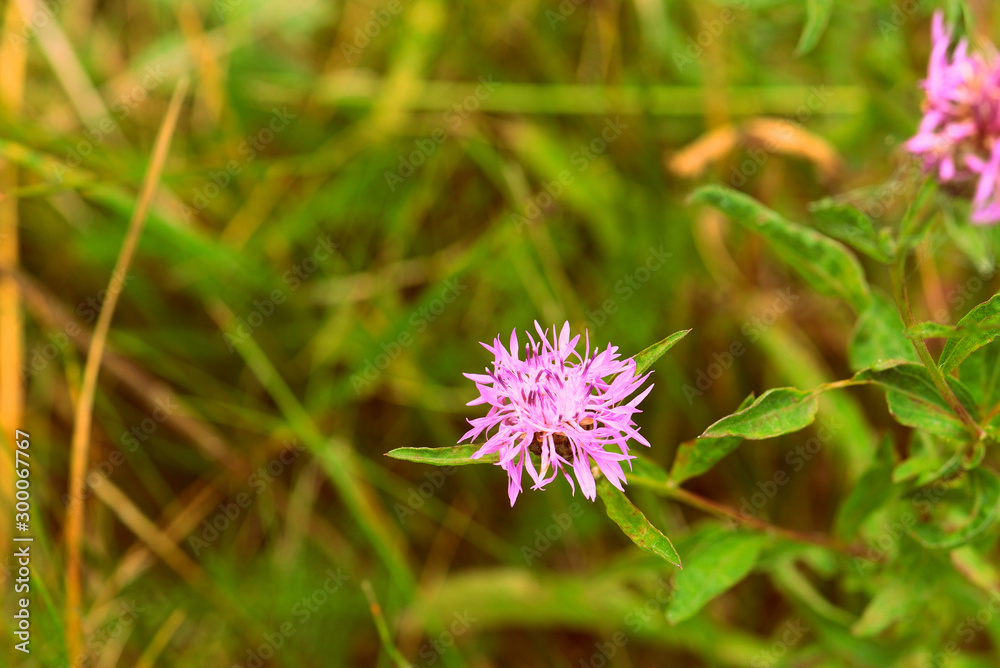 Meadow сornflower (Centaurea jacea) on a summer day close-up. Retro style toned Meadow сornflower (Centaurea jacea) on a summer day close-up. Retro style toned