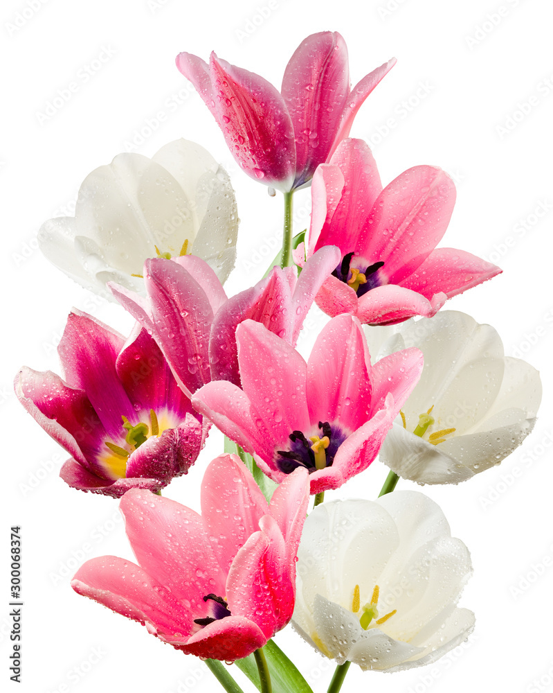 Naklejka premium isolated image of beautiful tulip flowers close-up