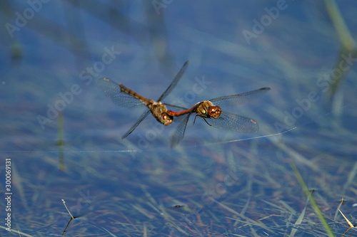 Dragonflies mating on Vransko jezero © Goran